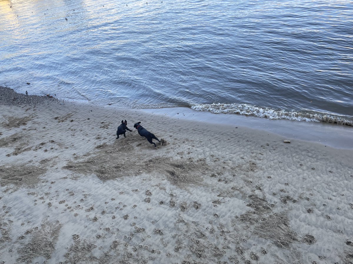 StuartWilsonRPI's tweet photo. #DogThursday came early this week @RPInsight . Another great day making new friends & had a morning run by the Thames with a mate! Busy time for Rafiki but missed out on the usual trip to the pub being a Tuesday! Next time!#labradorrecruitment https://t.co/YGoG22mEUj