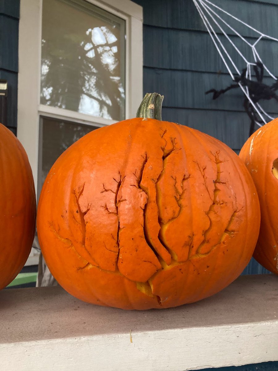 CL_Samstag's tweet image. I wanted to include more dendritic arbors but was limited by the pumpkin's structural integrity
