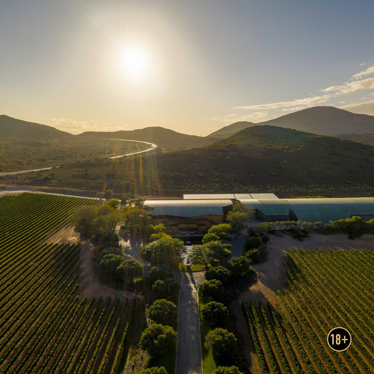 GrahamBeckSA's tweet photo. Are you ready to taste the sunshine?
At the moment, our vineyard team is busy restricting excessive vegetative growth and warding off environmental threats, to ensure the grapes can develop undisturbed.

#TasteTheSunshine #GrahamBeck #PerfectedByTime #VineyardUpdate https://t.co/wFcuaPDd2G
