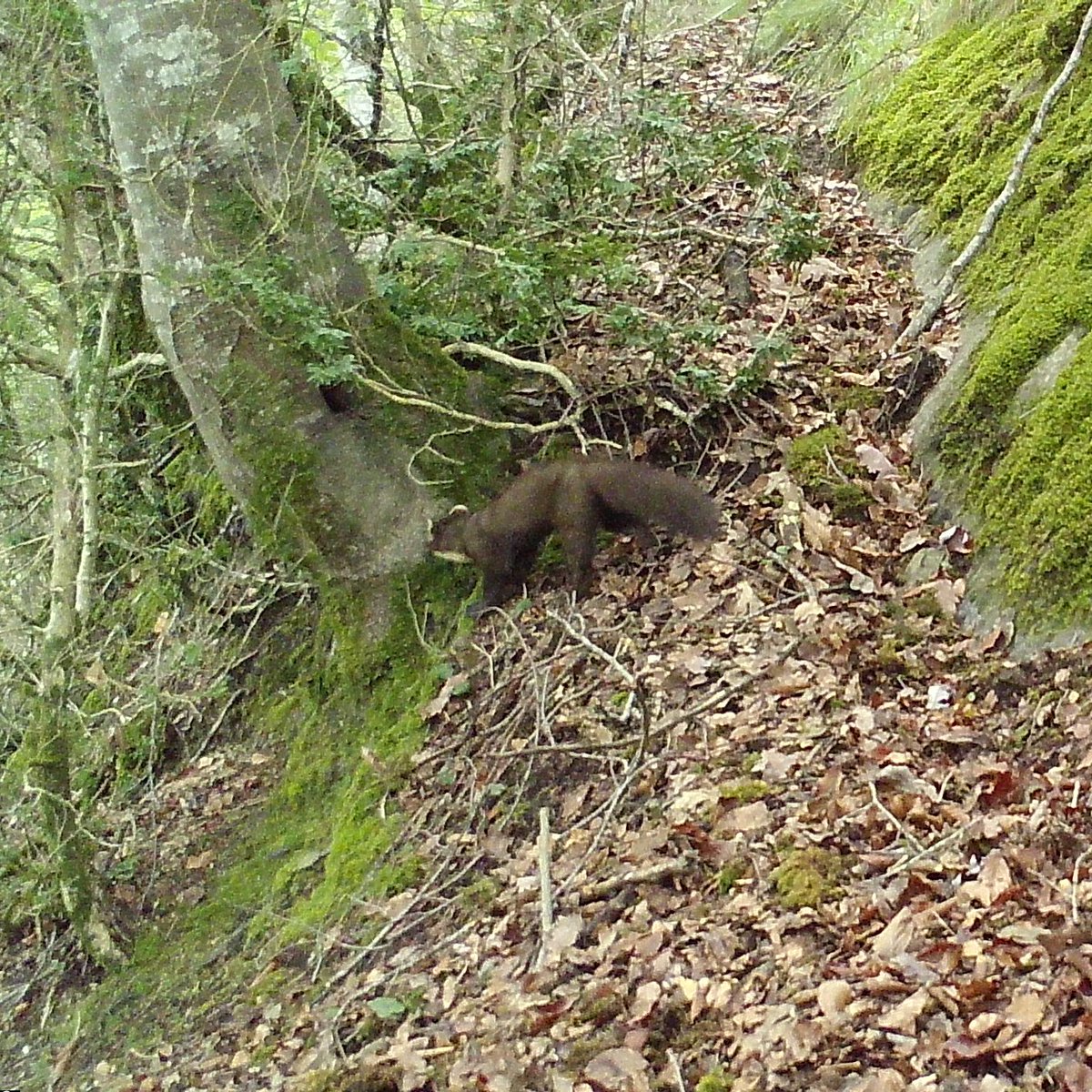FerranSayol's tweet photo. Last weekend we retrieved all cameras from our study site for  #SnapshotEURO project. The trip included nice autumn scenery (including some rain), and many mammal pictures, including some Pine martens and European wildcats. #ProjecteGatFer with @felis_ichn @ZooBarcelona https://t.co/wvu6ruX4Ru