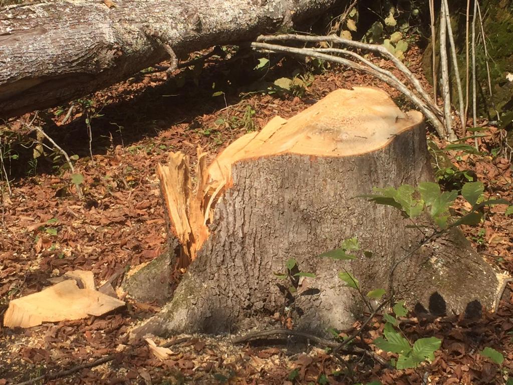 <a href="/hsyntozkoparan1/">hsyntozkoparan</a> <a href="/fazlioglu651/">cengiz fazlıoğlu</a> <a href="/HoldingCengiz/">Cengiz Holding</a> <a href="/ikizdere_icder/">İkizdere Çevre Derneği</a> <a href="/TNtorunlar/">Tayyar Baş’ın Torunları,</a> <a href="/kuzeyormanlari/">Kuzey Ormanları Savunması</a> <a href="/KazdaglarK/">Kazdağları Kardeşliği</a> <a href="/ValidebagSvnms/">Validebağ Savunması</a> Ormanlar çocuklarındır dedik ama bu katliama dur demezsek yarın çocuklarımız nefes alamadığında bunun sorumlusu sen ben biz oluruz. Bunun için bilirkişi raporuna lütfen uyun"İkizdere de taş ocağı olmaz" denildi. #ikizderedireniyor #ikizderetasocağıolmasın <a href="/ikizdere_icder/">İkizdere Çevre Derneği</a>