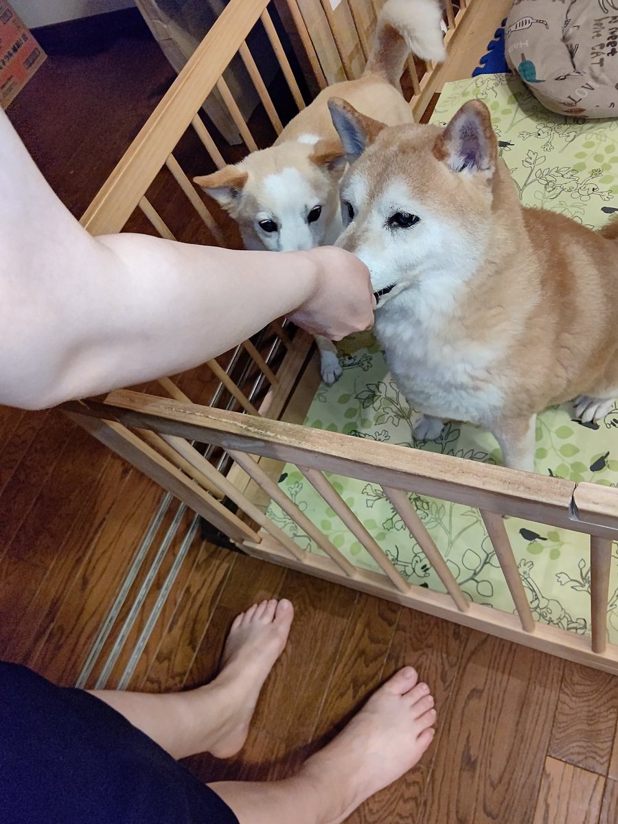 おはようございます🐈🐕
柴犬のいる暮らしのさり気ない
ひとコマって思ったけど
犬よりも人間のウデや足に目がいってしまう💦　写真の撮り方って難しいね😭😁
今日も　素敵な日になります様に
#柴犬
#柴犬のいる暮らし