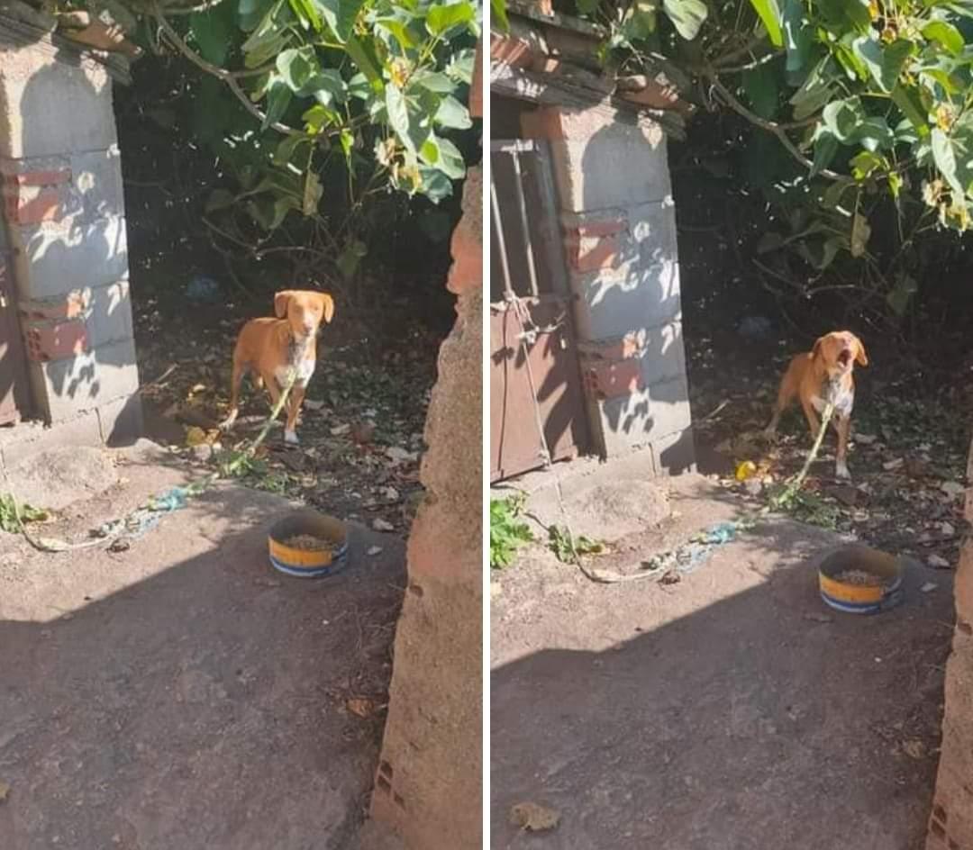 SilviaMylo's tweet photo. Aún sigue atado 24 horas 😭  Nadie, ni un alma ha preguntado por esta pobre criatura 😭
Es horrible no ser nada para nadie 😢
🆘 📢 📢 📢 📢 📢 📢 
670378819 https://t.co/Rgm5ner1B5