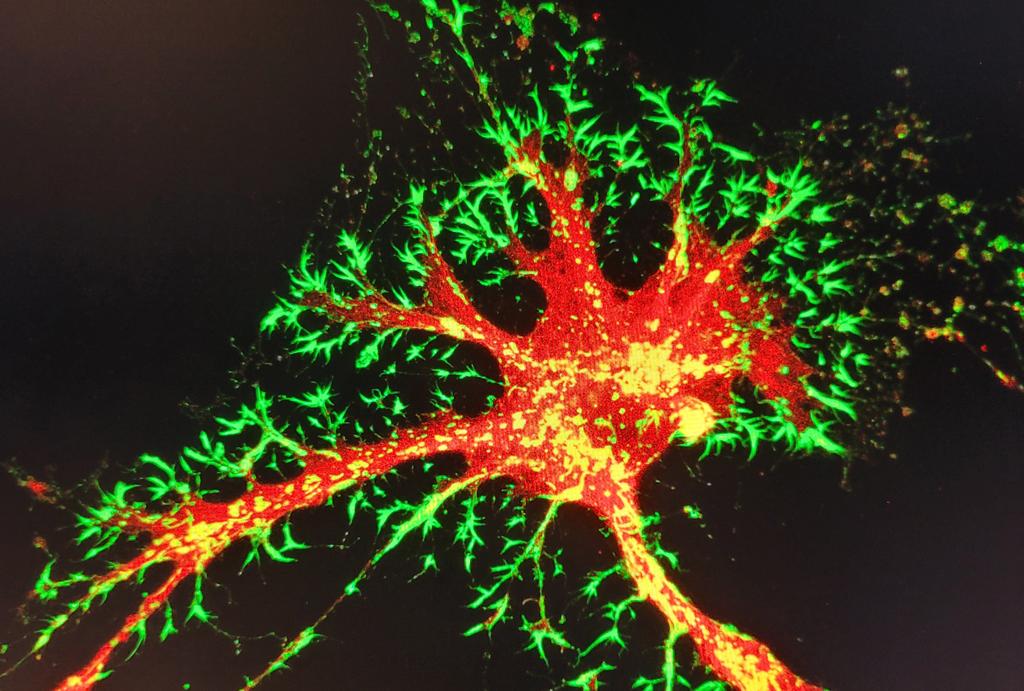 LabPadhu's tweet image. Christmas tree for the lab presented by @WTingWT cool data on the way. #Christmas2021