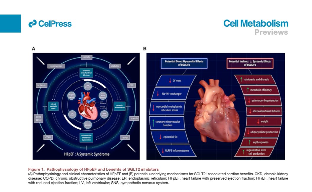 GiuseppeGalati_'s tweet photo. 🗣Great article by @DLBHATTMD 
et al
#EMPEROR_Preserved: A promise fulfilled
@DrMarthaGulati @SABOURETCardio @AnastasiaSMihai @DocSavageTJU @DrNasrien @KTamirisaMD @rahatheart1 @DrRajivsankar 
@gbiondizoccai @DBelardoMD @MicheleSenni @ShelleyZieroth 
https://t.co/gfgt1HCEBK https://t.co/I81OcY3OW4