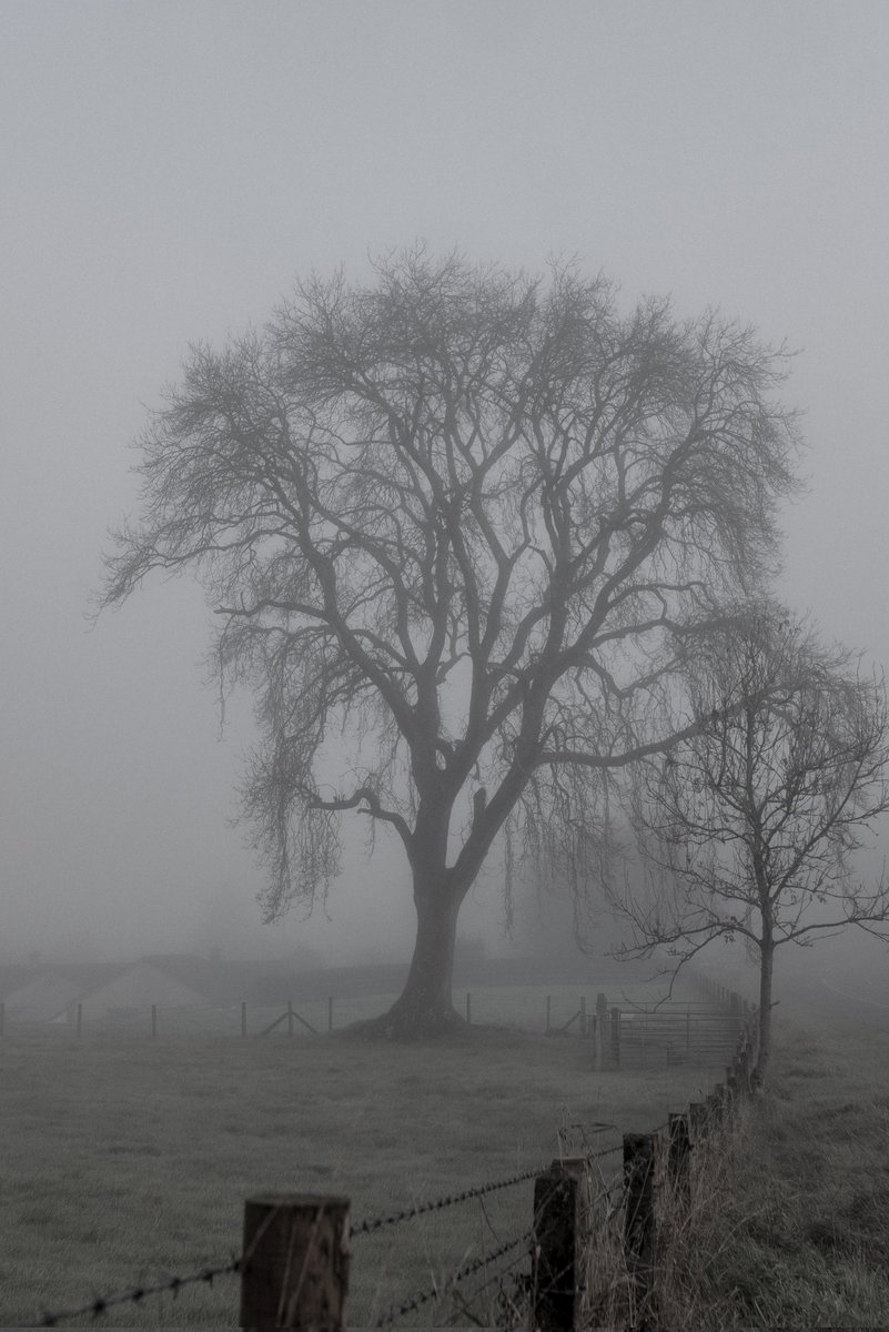 AlanMalone20's tweet photo. Some pics from this mornings misty but beautiful sunrise in Northern Ireland 
@bbcniweather @impartialrep @WeatherCee @ScenesOfUlster @barrabest #misty #winterphotography #foggy #skyphotography https://t.co/Hs5vyqar8K