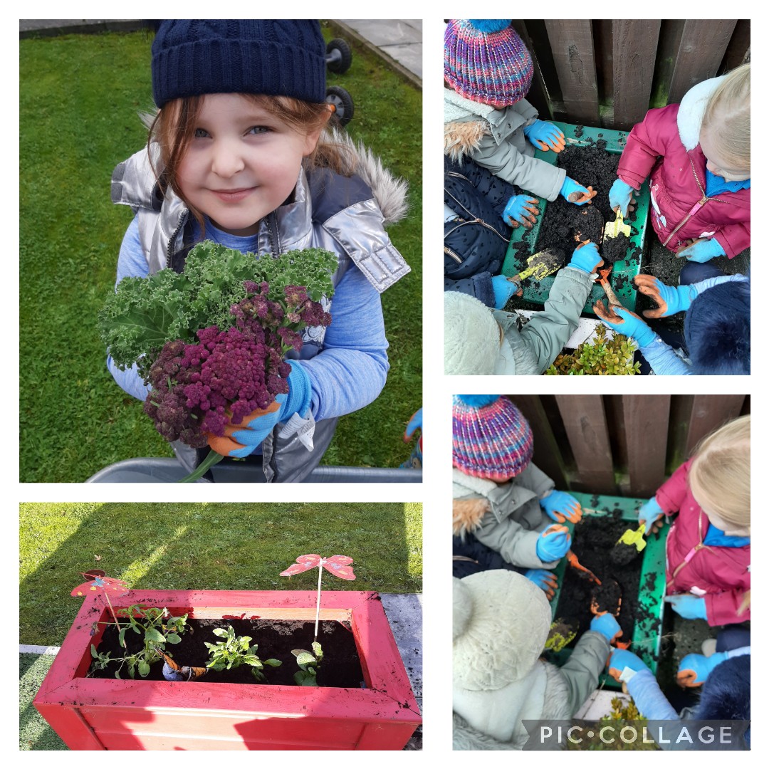 Suzieq1402's tweet photo. Children from #fareplaynursey harvest Violetto cauliflower & kale at @FARE_Scotland LochendCA then planted bulbs in planters in their garden.#deargreenplace #springingintoaction @volunteer_scot @RHSSchools @Jimmy_FARE @KSBScotland @oakwoodG34 @StBenedictsPS https://t.co/ZSEui3o3GM