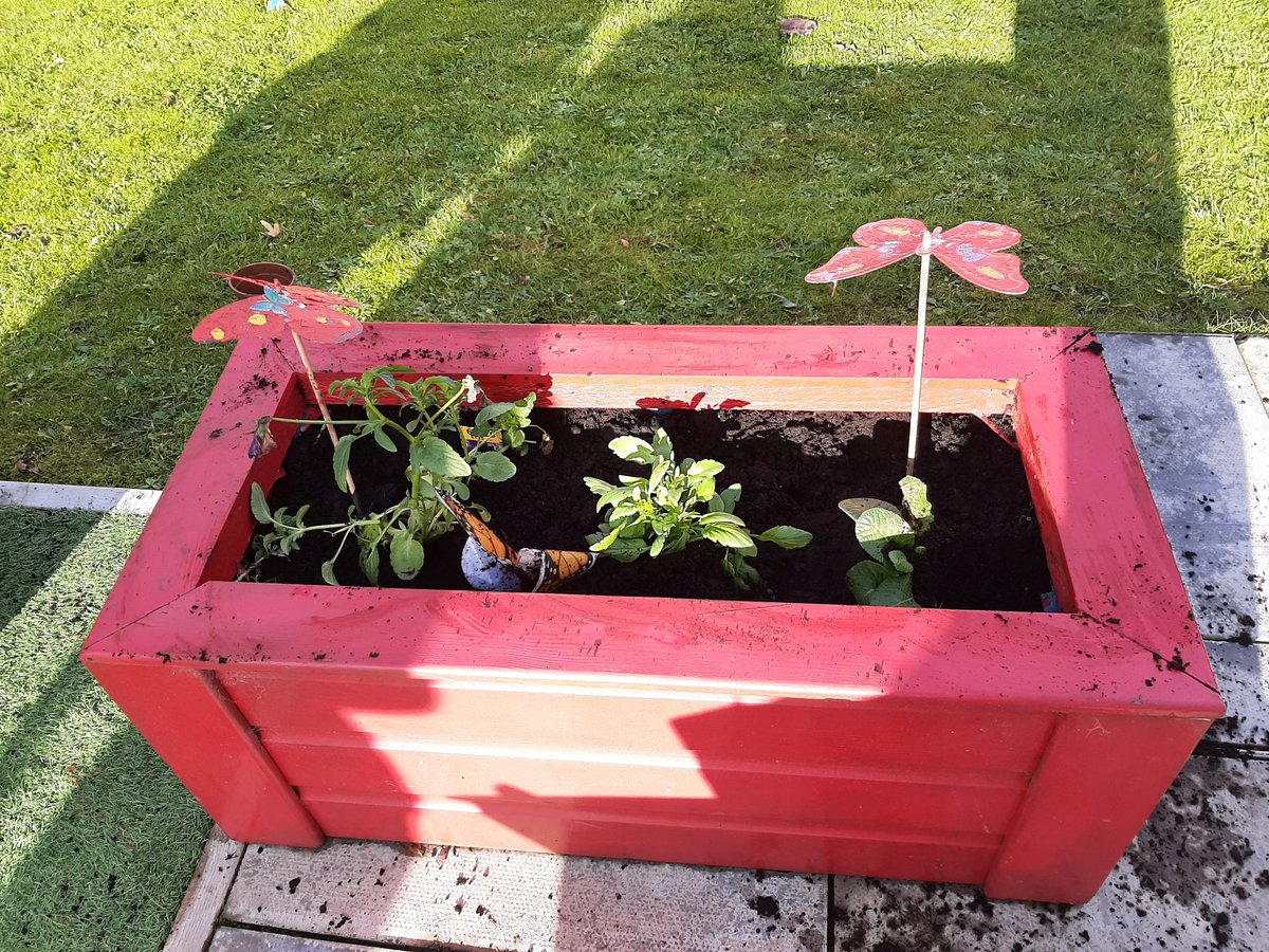 Suzieq1402's tweet photo. Children from #fareplaynursey harvest Violetto cauliflower & kale at @FARE_Scotland LochendCA then planted bulbs in planters in their garden.#deargreenplace #springingintoaction @volunteer_scot @RHSSchools @Jimmy_FARE @KSBScotland @oakwoodG34 @StBenedictsPS https://t.co/ZSEui3o3GM