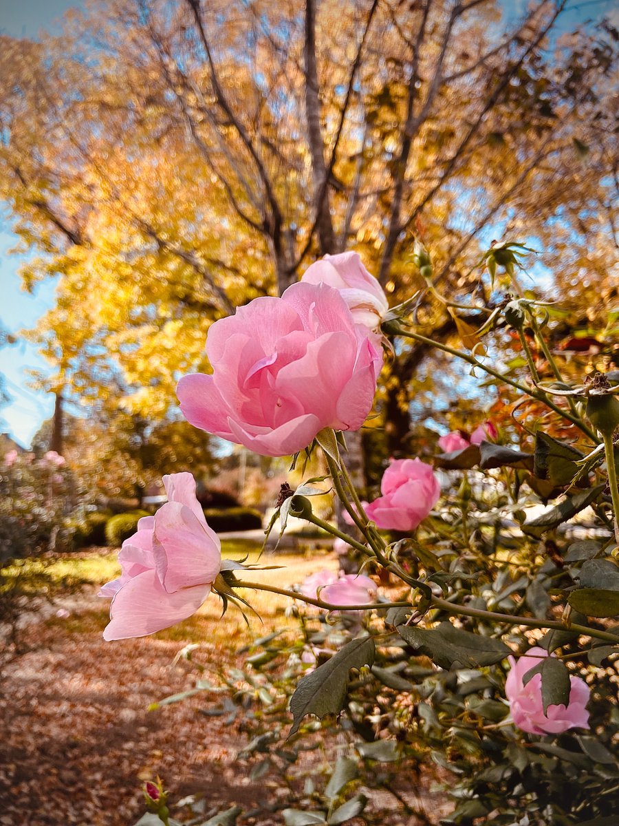 EvanJGower's tweet photo. Fall colors https://t.co/KmMZX82tW4
