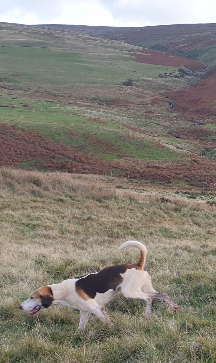 BaldyDavitt's tweet photo. #hound #fellhound https://t.co/Fns2p3zfpx