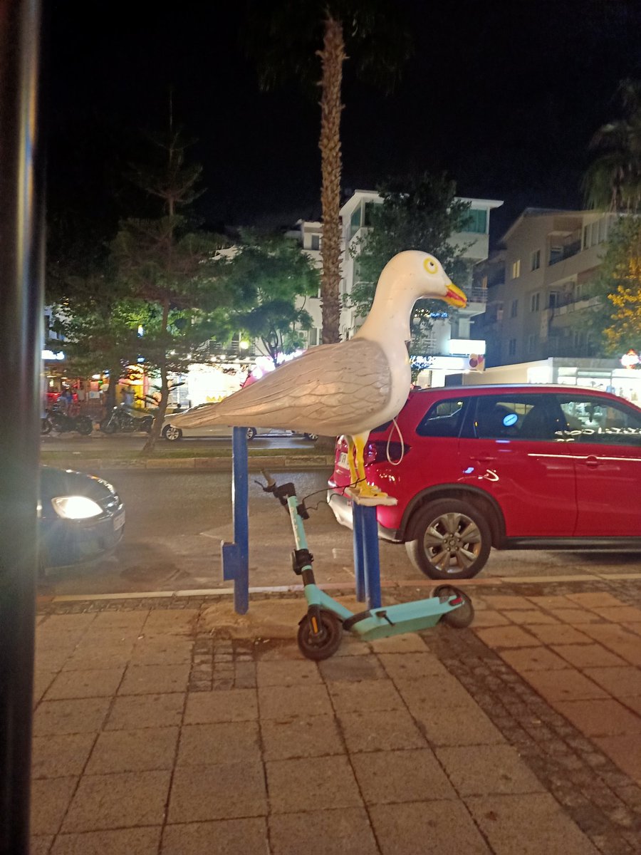Martıya martı bağlamak. Birbirlerine emanet...