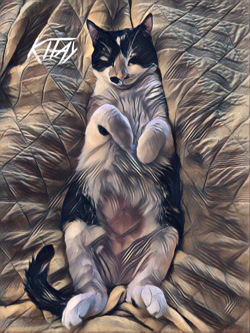 O_geeze's tweet photo. @portferio #kitay #CatsOfTwitter #nftphotography #NFTartists #OpenSeaNFT #OGeezecollection #NFTCommunity https://t.co/IfKt2c46Se