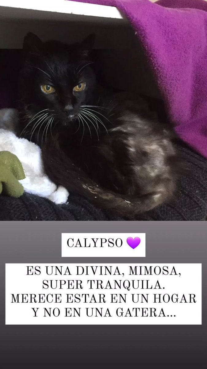 burakeras's tweet photo. Calypso❤️ 

La viejita andaba un poco decaída y se le hizo placa donde se viò que tiene vértebras cervicales pegadas y artrosis ; También una eco que mostro cálculos en riñones . El hemograma diò valores normales para una gatita de su edad . https://t.co/bE4EJD2Fp0