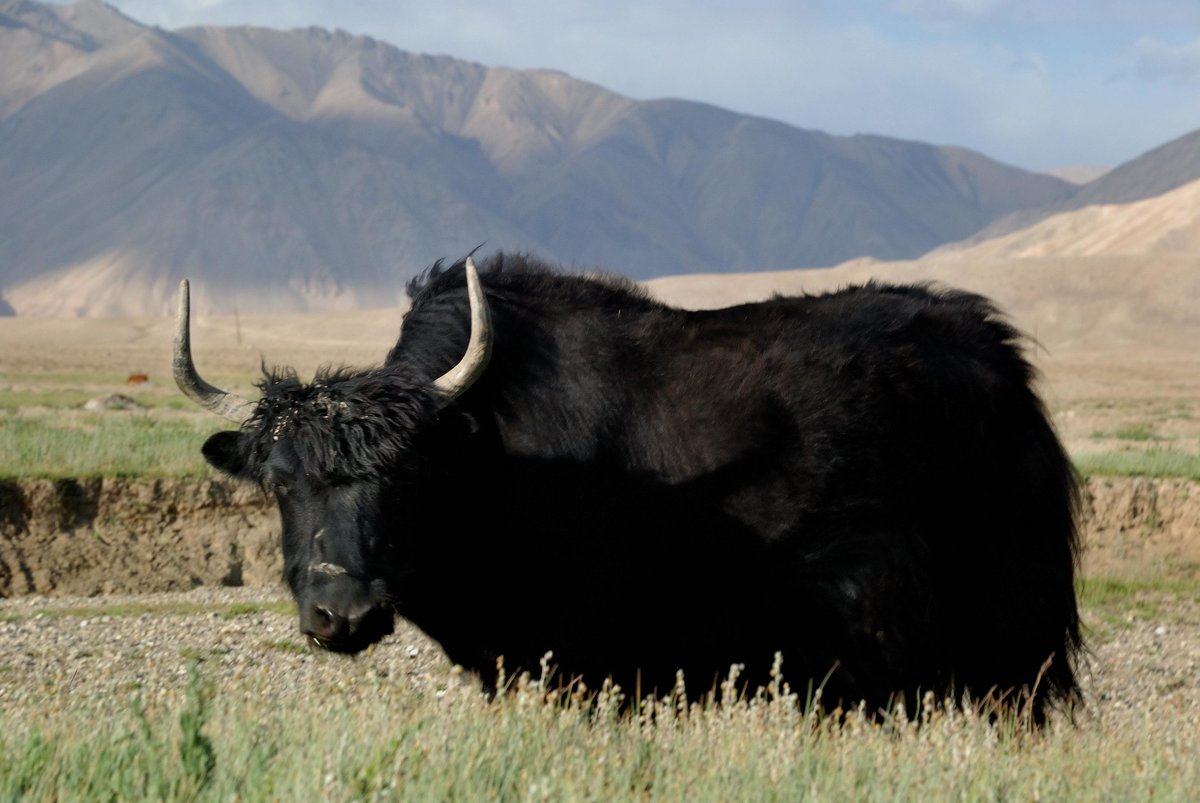 PamirInstitute's tweet photo. BULUNKUL (in summer) Alt. 3 740 m, 37Β°43'24"N 72Β°57'39"E, #Pamir #Tajikistan πΉπ―
The village of #Bulunkul is known as one of the coldest inhabited places in Central Asia with a record minimum temperature of -63 degrees Celsius.
Photographs π· by Bernard Grua #BernardGrua https://t.co/M73jYvLCaa