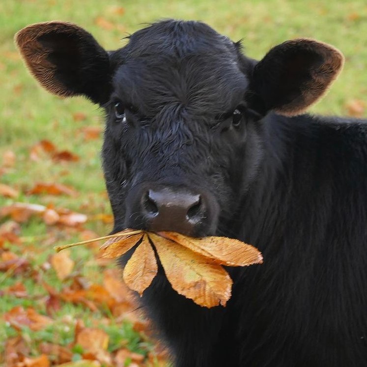 Cow of the Day🐮 tweet media