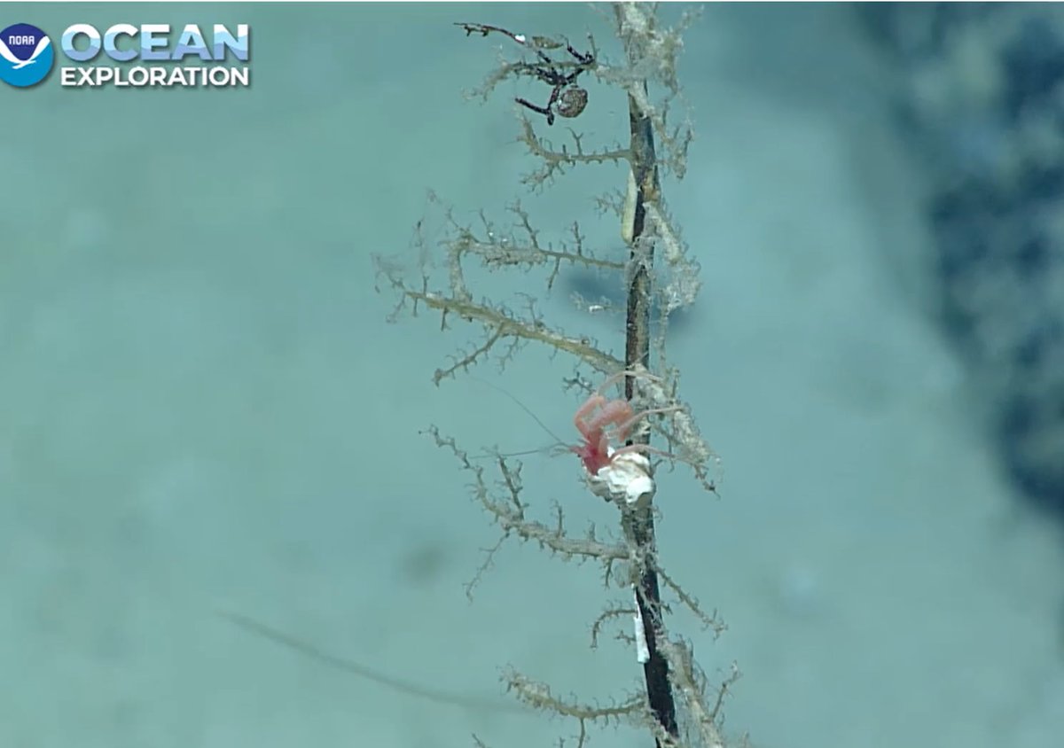 Interesting! More hermit crab crawling up stalks! Not seen this before.. 1414 m #okeanos Deep Mound