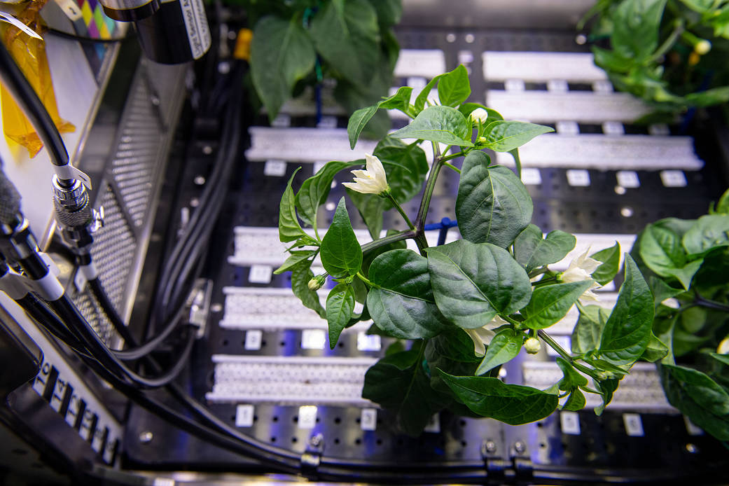 latestinspace's tweet photo. NASA has successfully grown and harvested green peppers on the ISS https://t.co/NzXrHjdG13