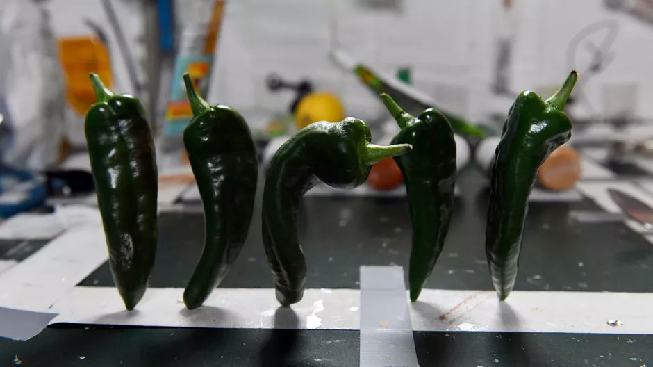 NASA has successfully grown and harvested green peppers on the ISS