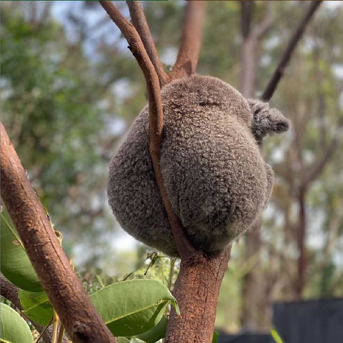 Australia (@australia) on Twitter photo Tell me honestly, does this branch make my backside look big? 😝🐨
You'll find this fluffy fellow at the <a href="/austreptilepark/">Australian Reptile Park</a> in <a href="/destinationnsw/">Destination NSW</a>, just an hour's drive from <a href="/sydney_sider/">Sydney.com</a>.
#seeaustralia #feelNSW #LoveCentralCoast #holidayherethisyear #koala Tell me honestly, does this branch make my backside look big? 😝🐨
You'll find this fluffy fellow at the <a href="/austreptilepark/">Australian Reptile Park</a> in <a href="/destinationnsw/">Destination NSW</a>, just an hour's drive from <a href="/sydney_sider/">Sydney.com</a>.
#seeaustralia #feelNSW #LoveCentralCoast #holidayherethisyear #koala