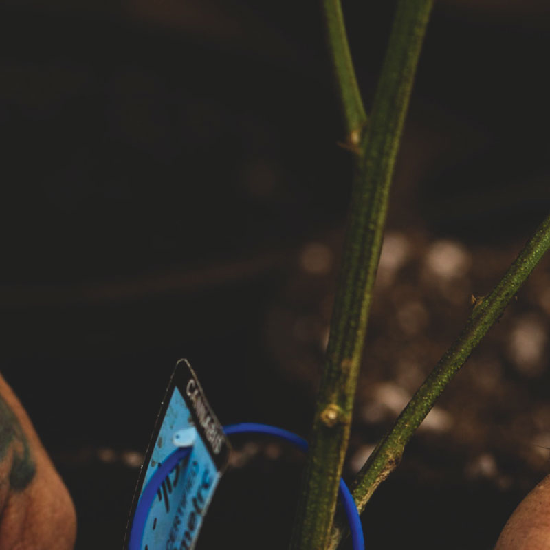 oregrowninc's tweet photo. all good things take time 🌱 https://t.co/HJM6vXmeqF