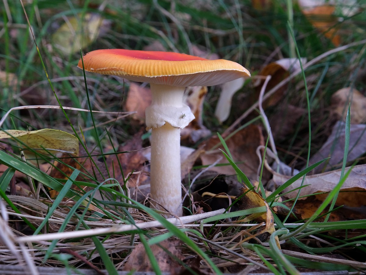 scotfot's tweet photo. Amanita muscaria #fungi https://t.co/Ub56k36eCO