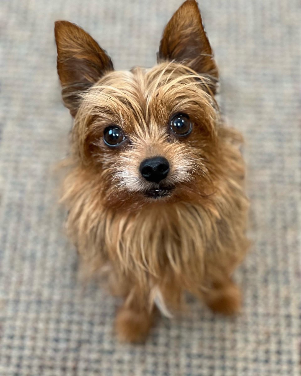 No matter who walks into our office, Murphy is always around to show 'em some love! 🐶💕

#robcuttingstatefarm #statefarm #puppylove #murphythedog #officedogs #officelife #cutedogs #dogsrule #welovedogs #goodboi #goodbois #mansbestfriend #dogfriendlyoffice #wholetthedogsout