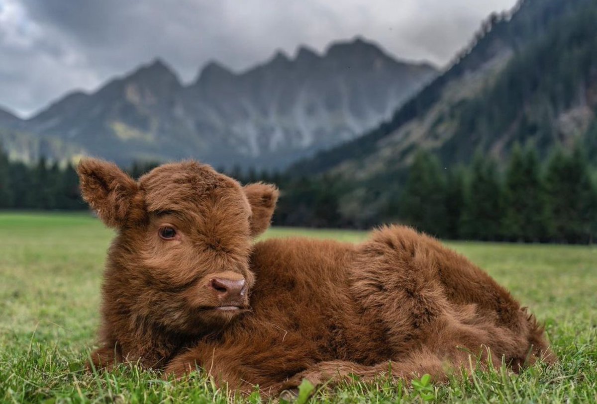 Cow of the Day🐮 tweet media