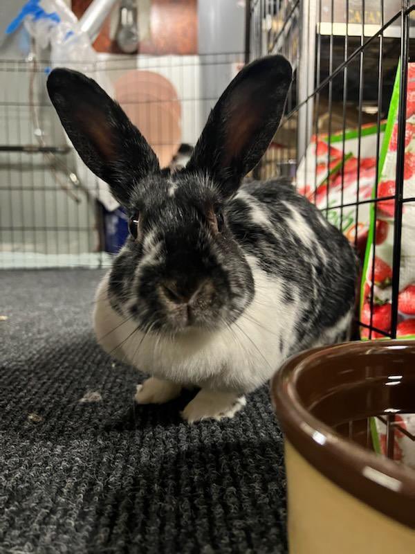 AARabbitsRescue's tweet photo. Toni was found running around a park in Jersey City mid-June. She was very thin, but was found to be in good health. Toni has a huge, pillowy #dewlap upon which she rests her regal head. She loves pets and head kisses, is very food motivated, vocal, and loves toys. #bunny #rabbit https://t.co/gohzj1DOFk