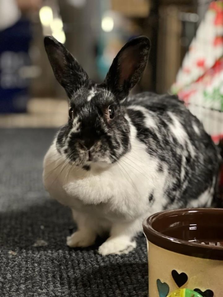 AARabbitsRescue's tweet photo. Toni was found running around a park in Jersey City mid-June. She was very thin, but was found to be in good health. Toni has a huge, pillowy #dewlap upon which she rests her regal head. She loves pets and head kisses, is very food motivated, vocal, and loves toys. #bunny #rabbit https://t.co/gohzj1DOFk
