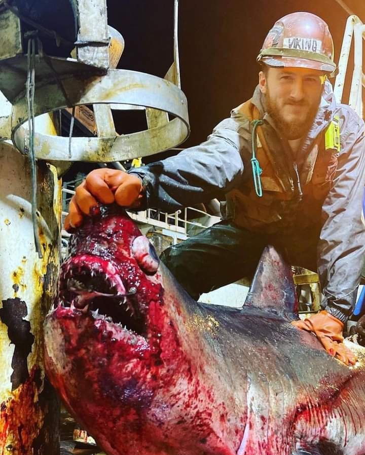 ABC4EXPLORE's tweet photo. Just in case you’re still confused about who the “real” Sea Monsters are… reposting @SharkAngels = https://t.co/dYgzGhGKvT https://t.co/S12TGOSsAr