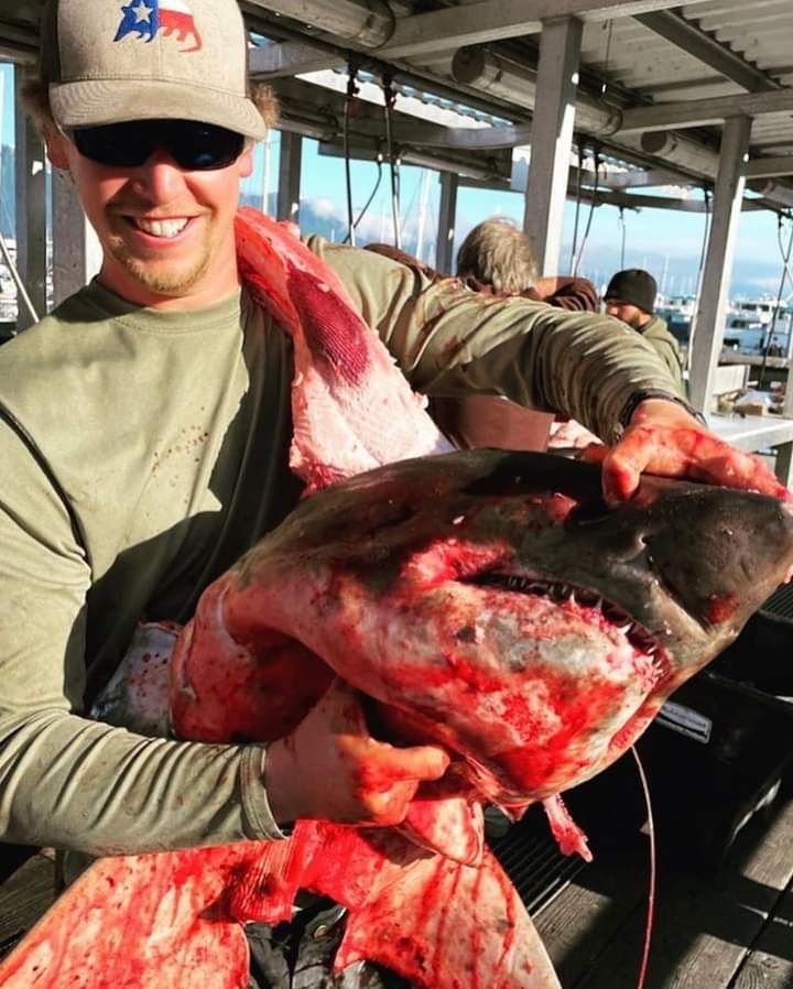 ABC4EXPLORE's tweet photo. Just in case you’re still confused about who the “real” Sea Monsters are… reposting @SharkAngels = https://t.co/dYgzGhGKvT https://t.co/S12TGOSsAr