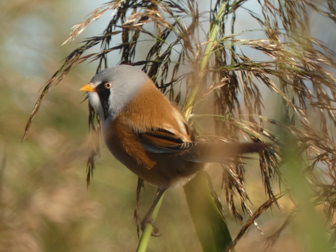 MarkClements27's tweet photo. Male Bearded Tit on Beeston Common this morning watched it for about 15 mins then it flew off high south https://t.co/ZuKhKRnF5m