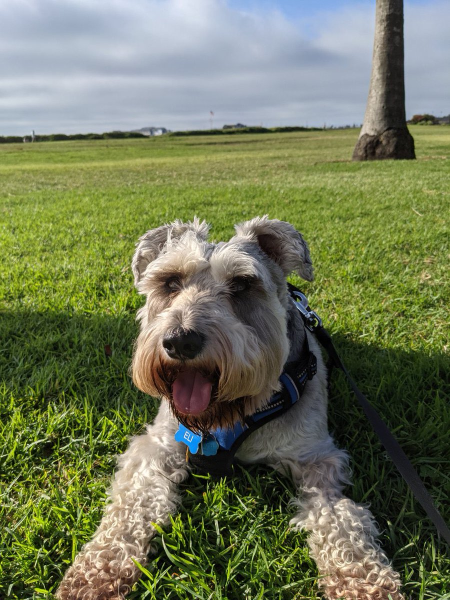 Axechucker's tweet photo. A pup and a palm. #pupdate #palmdate https://t.co/RWIPA3DZwb