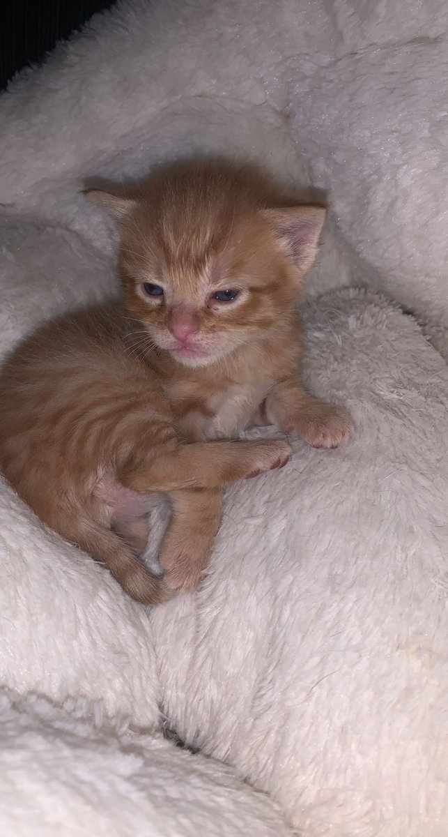 Malachai says you got to be kitten me with this rain! 
☔️🐾
#tuesdaytreats #phillycats #orangecatclub