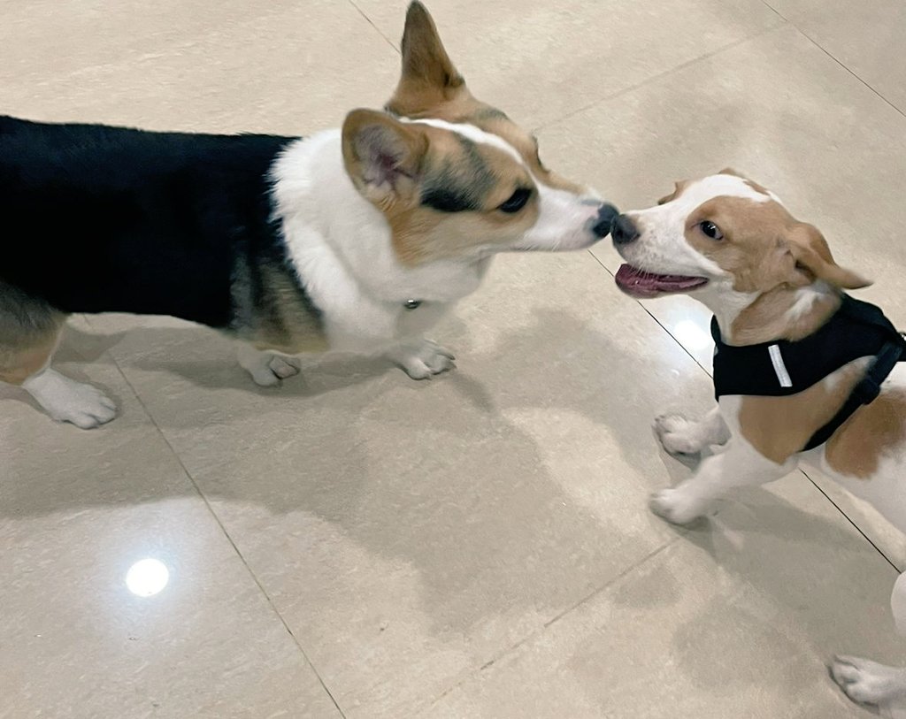 Lici_Feng's tweet photo. When #Corgi meet #beagle  ❤ https://t.co/7SYKh1HkSx