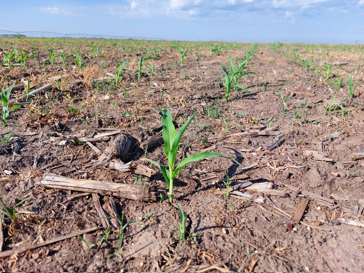 colo476's tweet photo. Recorriendo el 🇺🇾. Hoy me toco 📍Artigas. Viendo Maíz y Arroz con el Ing Agr @apaulopanizza. 🌽🌽🌾🌾. #clearfield #kifix #interfield https://t.co/r9VpSJwTMf
