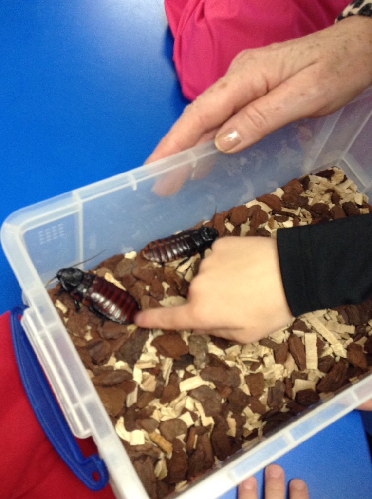 Sandhill Primary Snowy Owls tweet media