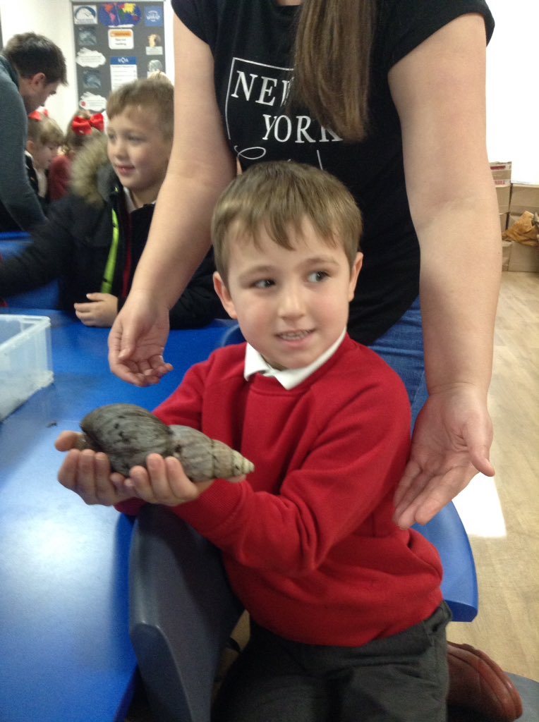 Sandhill Primary Snowy Owls tweet media