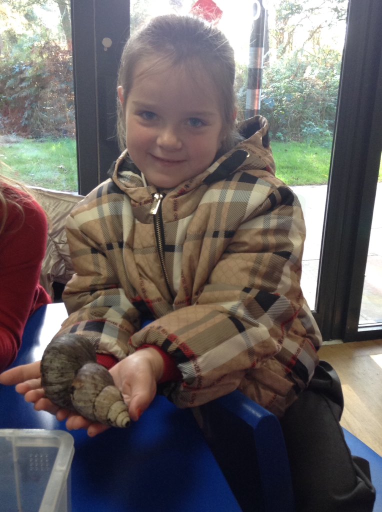 Sandhill Primary Snowy Owls tweet media