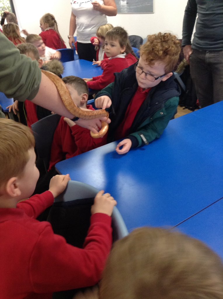 Sandhill Primary Snowy Owls tweet media