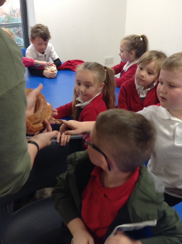 Sandhill Primary Snowy Owls tweet media
