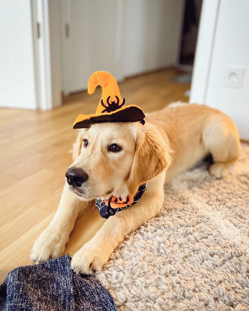 cosmo_weiss's tweet photo. Trick or treat ? I chose treat 😉🐶 
.
Insta : https://t.co/vqlHdZXcGa 
.
#GoldenRetrievers #dogsoftwitter #dogs #pets #cutedog #Halloween @dogcelebration @CuteGoldens @lovergretriever @JustGoldens https://t.co/jFs2iTAqlo