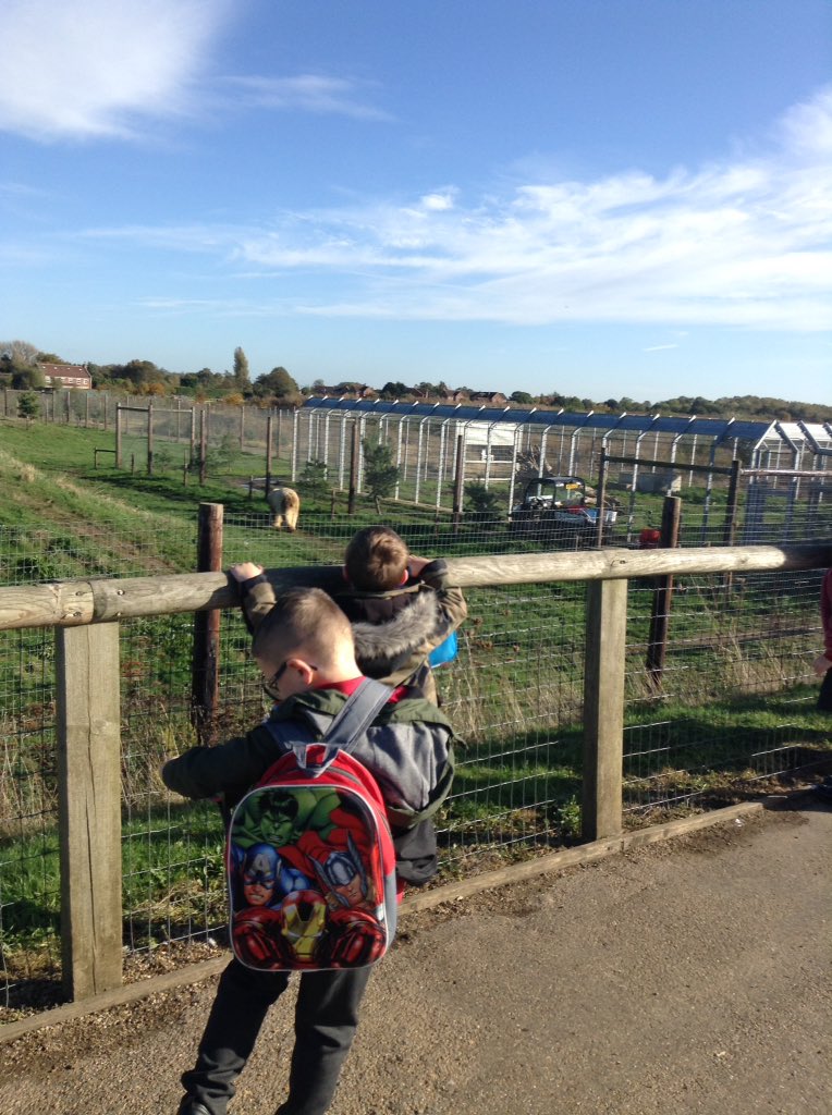 Sandhill Primary Snowy Owls tweet media