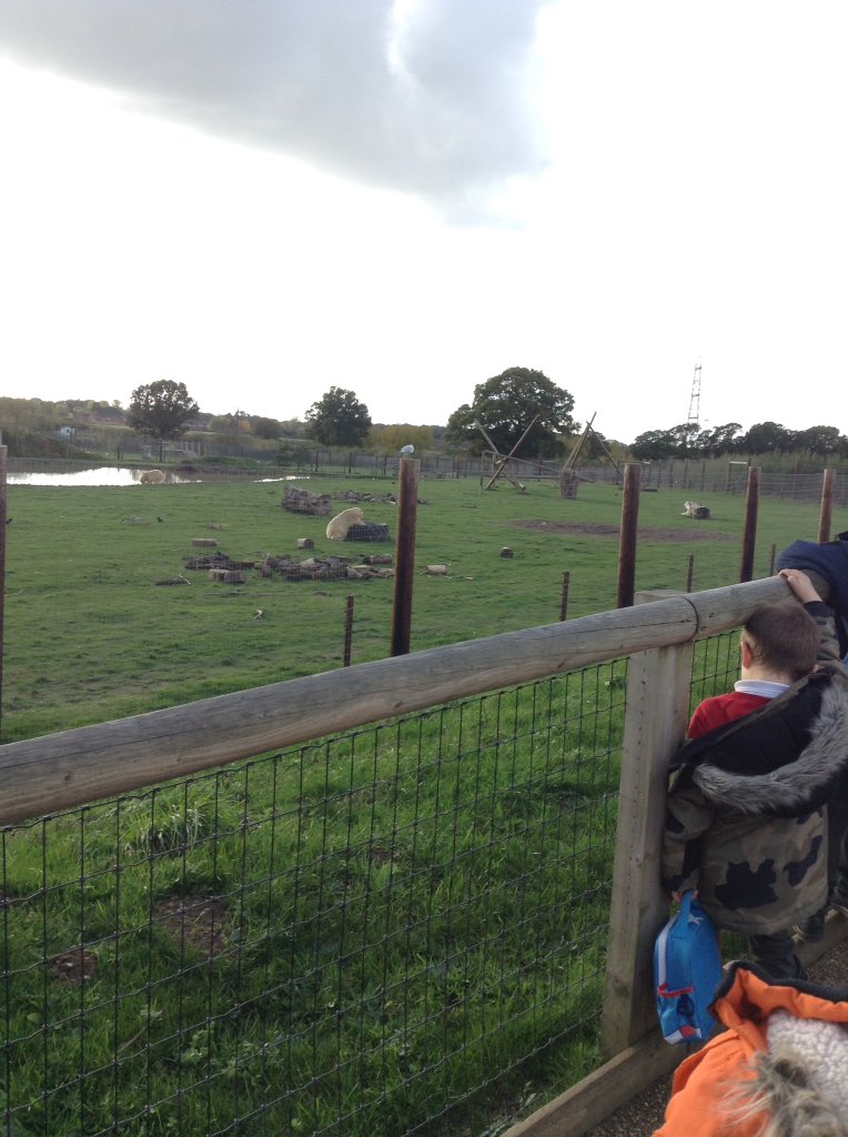 Sandhill Primary Snowy Owls tweet media