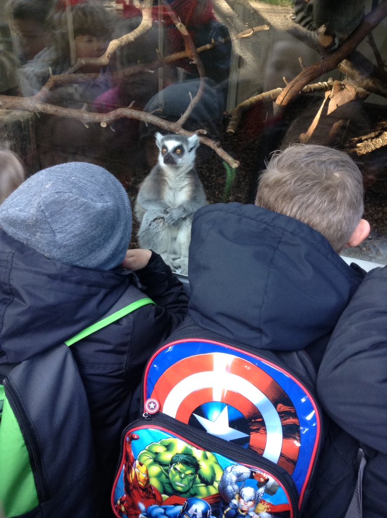 Sandhill Primary Snowy Owls tweet media