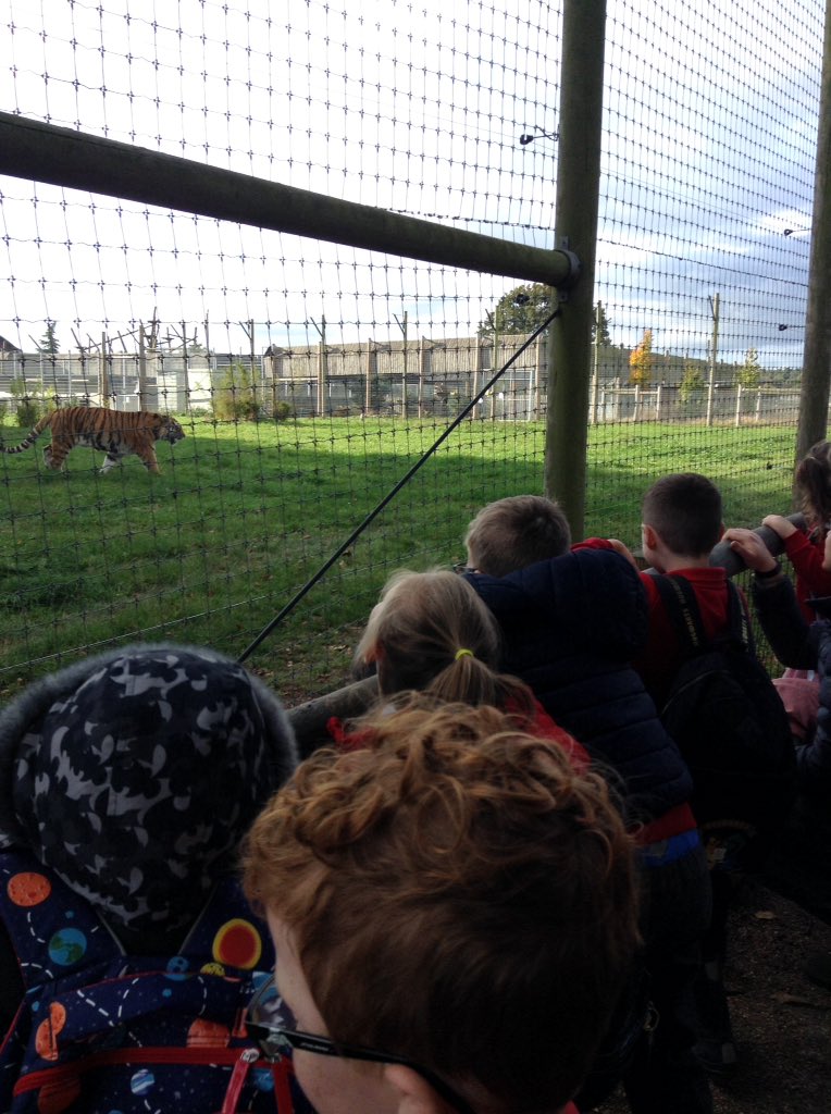 We saw the most amazing animals. Some came really close to us! Especially the giraffes!
