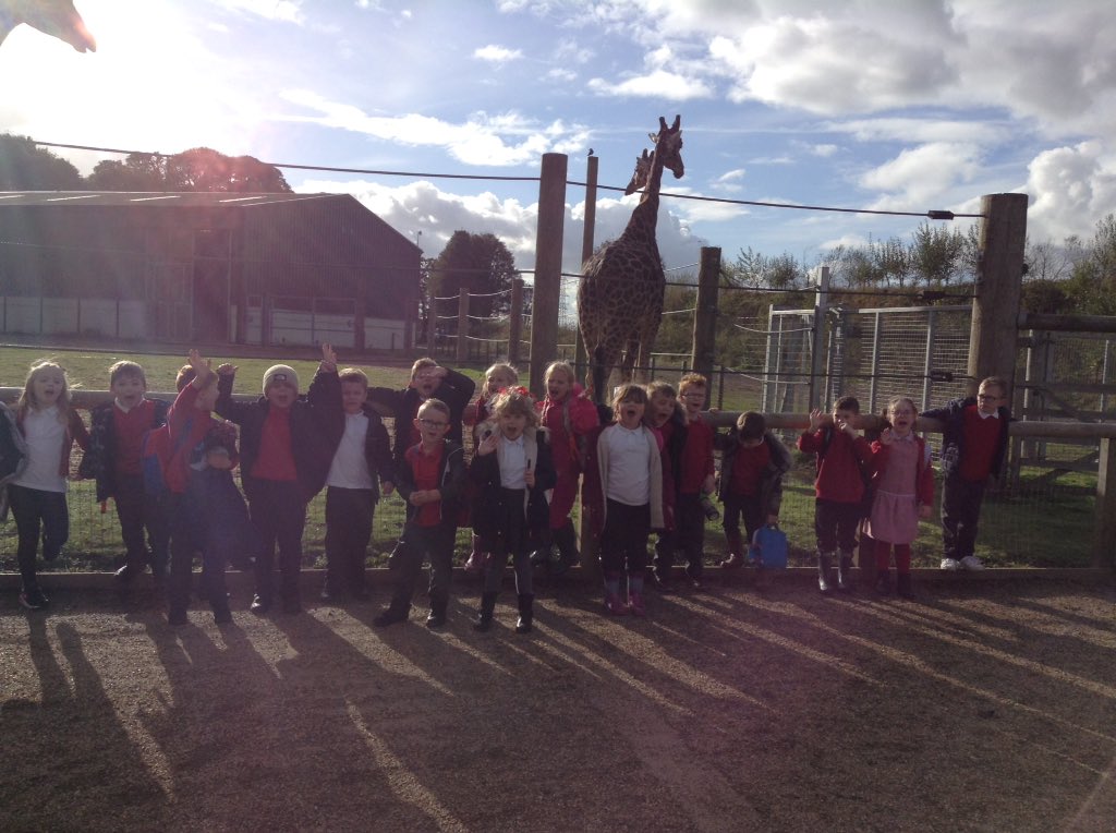Sandhill Primary Snowy Owls tweet media