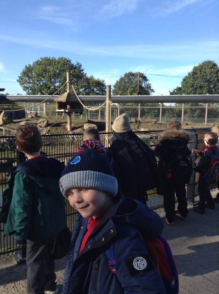 Sandhill Primary Snowy Owls tweet media