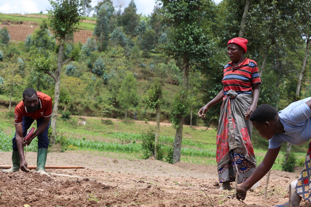 RDO_Rwanda's tweet photo. Ensuring the right measures! #farmers in BIMPINDUKA NYAGISOZI cooperative making a demo plot with technical support from @RDO_Rwanda under #RWEE project @unwomenrwanda @Imbuto @DuterimbereO @Inades @NyaruguruDistr @Nyagihill @fatoulo11 @EugeneRwibasira @DianaMugwaneza @dshakuru https://t.co/8AiCwJPr0u