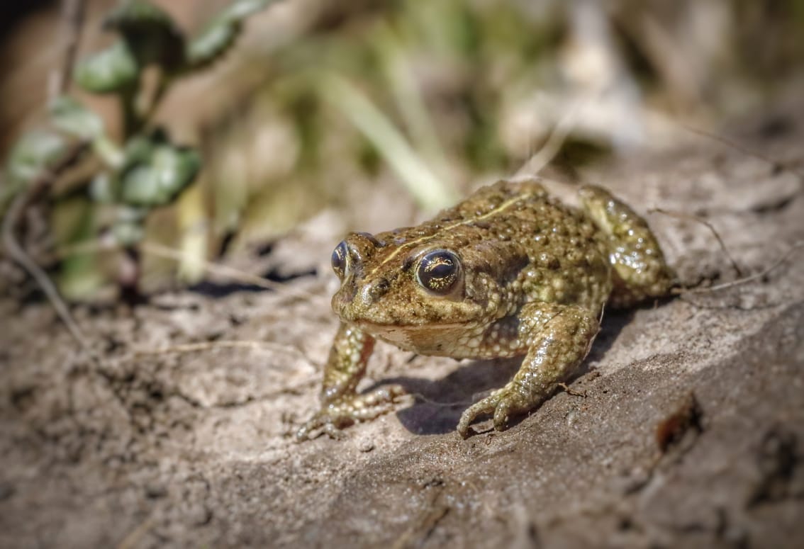LynchKeir's tweet photo. Successful @Bionerds_co_za trip with @TheEWT @JeanneT4Frogs &amp; @RainforestTrust to the Amathole Mountains, Eastern Cape, South Africa. New populations of #CriticallyEndangered Amathole Toad uncovered in #montane #wetlands &amp; a landscape #conservationplan initiated. More to  follow. https://t.co/P9AS32gcE3